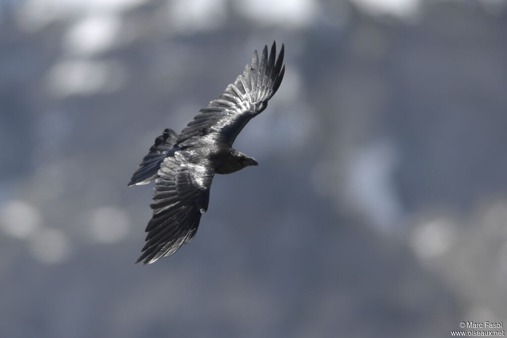 Northern Ravenadult breeding, Flight