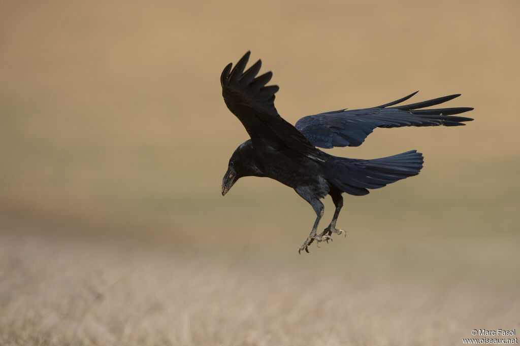 Northern Ravenadult breeding, Flight