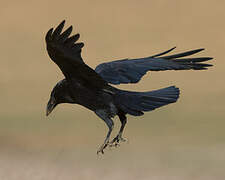 Northern Raven