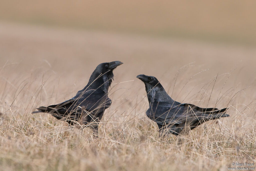 Northern Ravenadult breeding