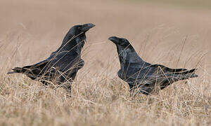 Northern Raven