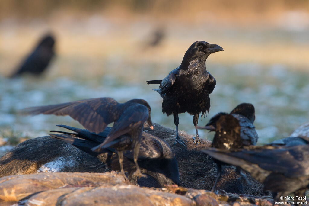 Grand Corbeau