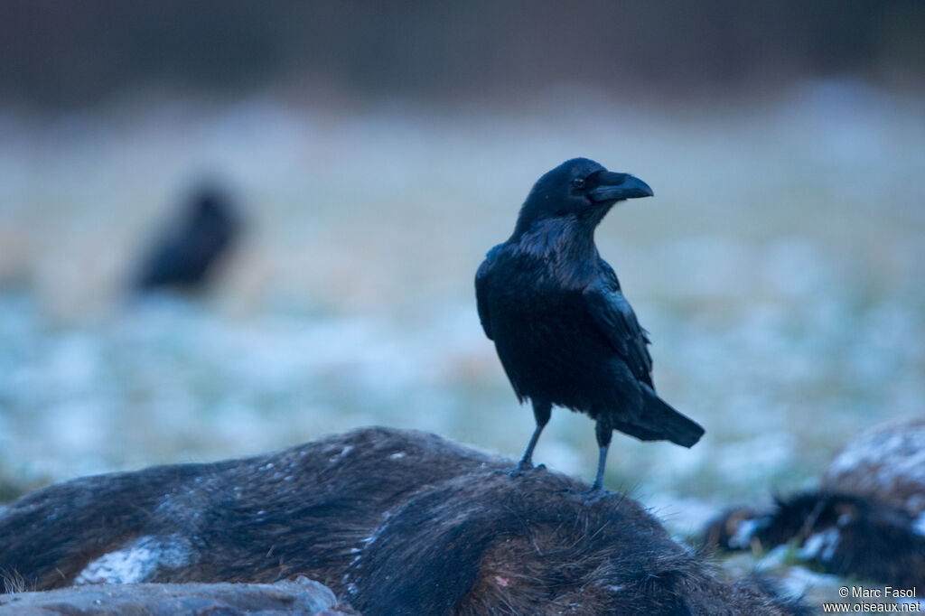 Northern Raven male adult, eats