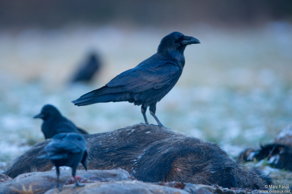 Northern Ravenadult