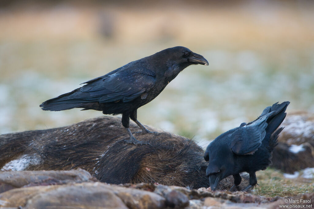 Northern Ravenadult, eats