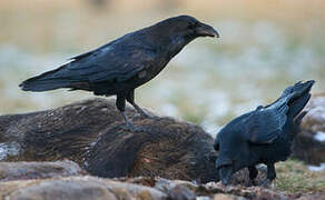 Northern Raven