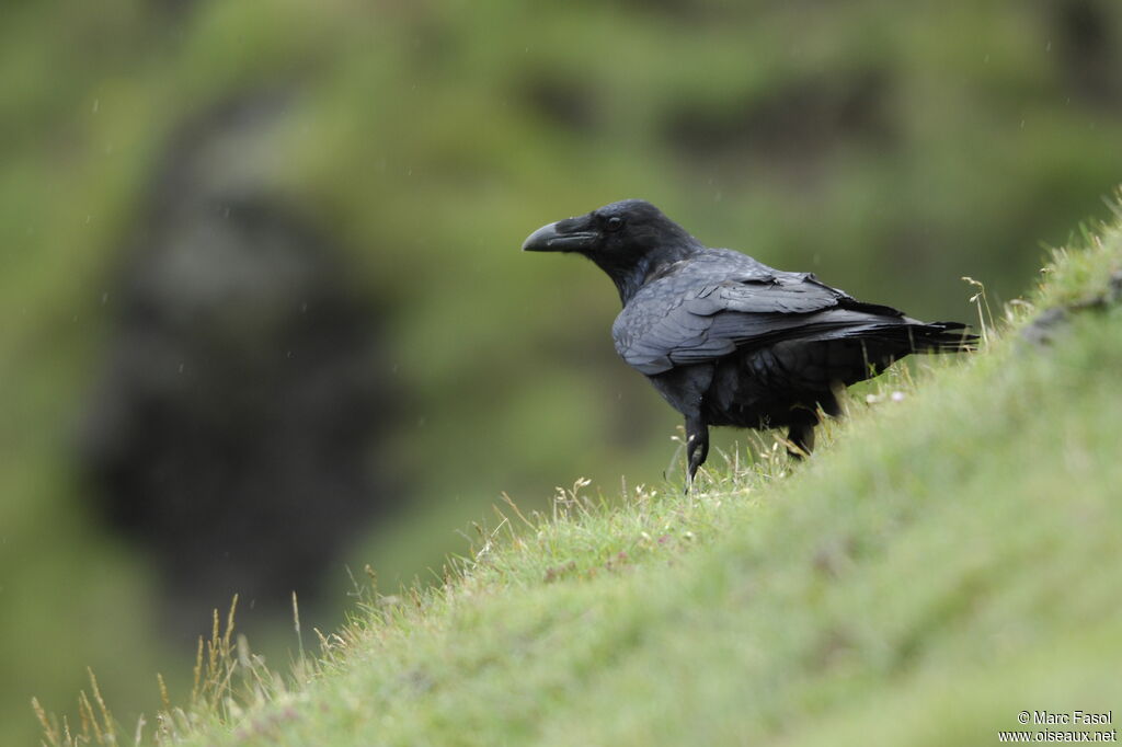 Grand Corbeauadulte nuptial, identification