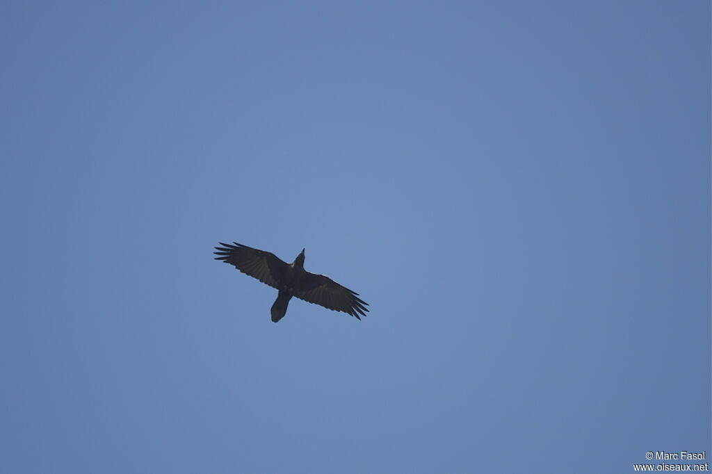 Northern Raven, Flight