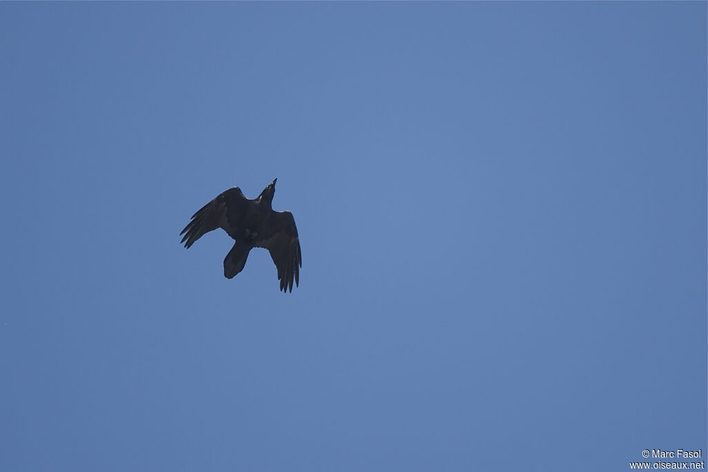 Northern Raven, Flight