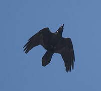 Northern Raven