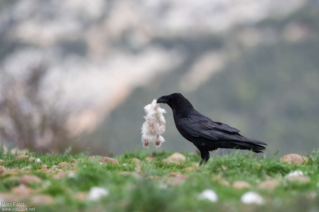 Northern Ravenadult breeding, Reproduction-nesting, Behaviour