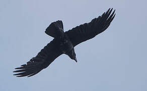 Northern Raven