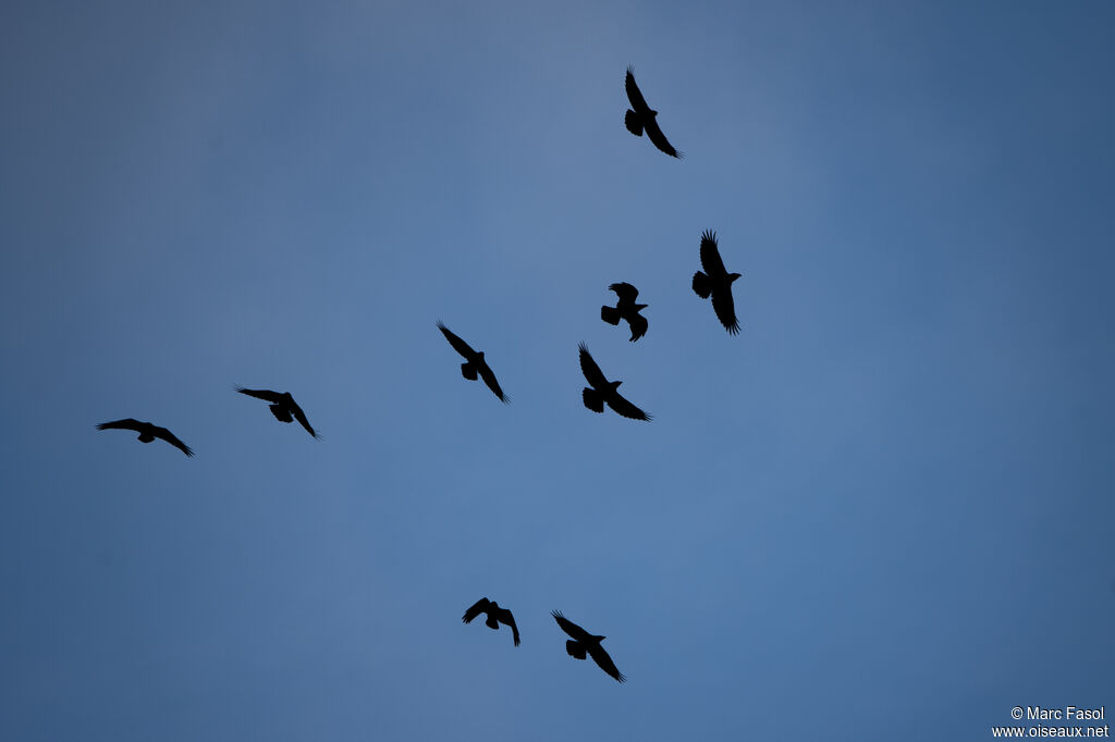 Northern Raven, Flight