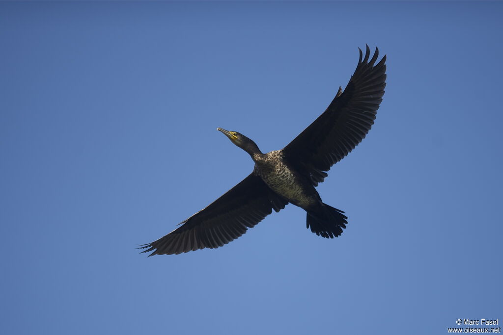 Grand Cormoranimmature, Vol