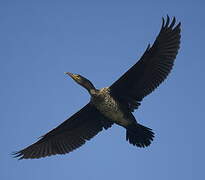 Great Cormorant