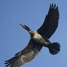 Grand Cormoran