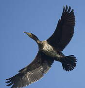 Great Cormorant