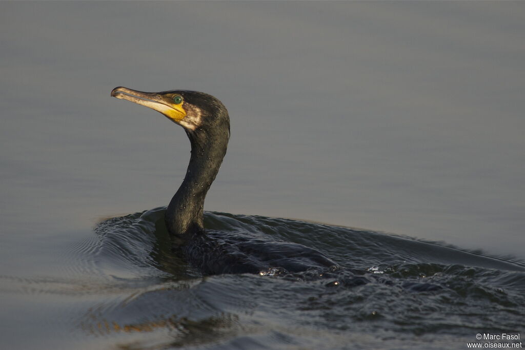 Grand Cormoranadulte, identification, Comportement