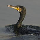Grand Cormoran