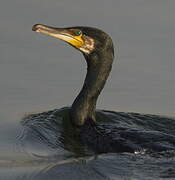 Great Cormorant