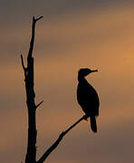 Great Cormorant