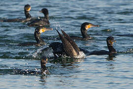 Great Cormorant