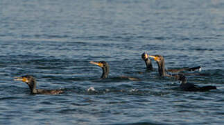 Great Cormorant