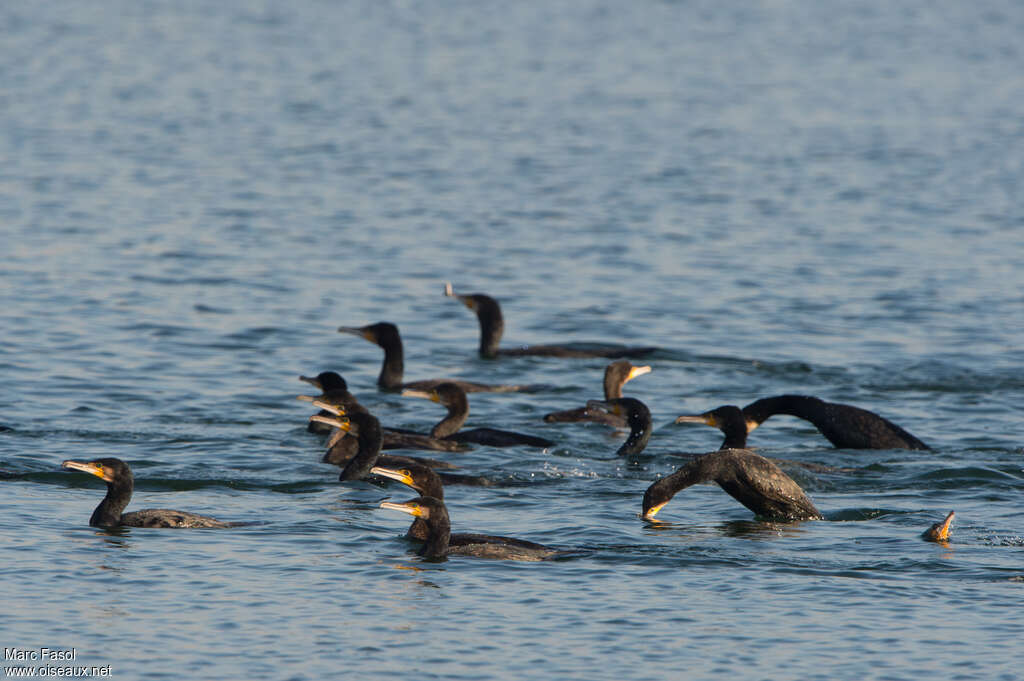 Grand Cormoran, pêche/chasse