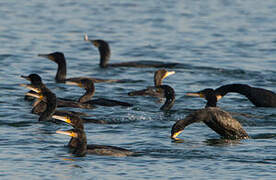 Great Cormorant