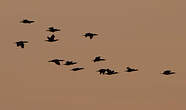 Grand Cormoran