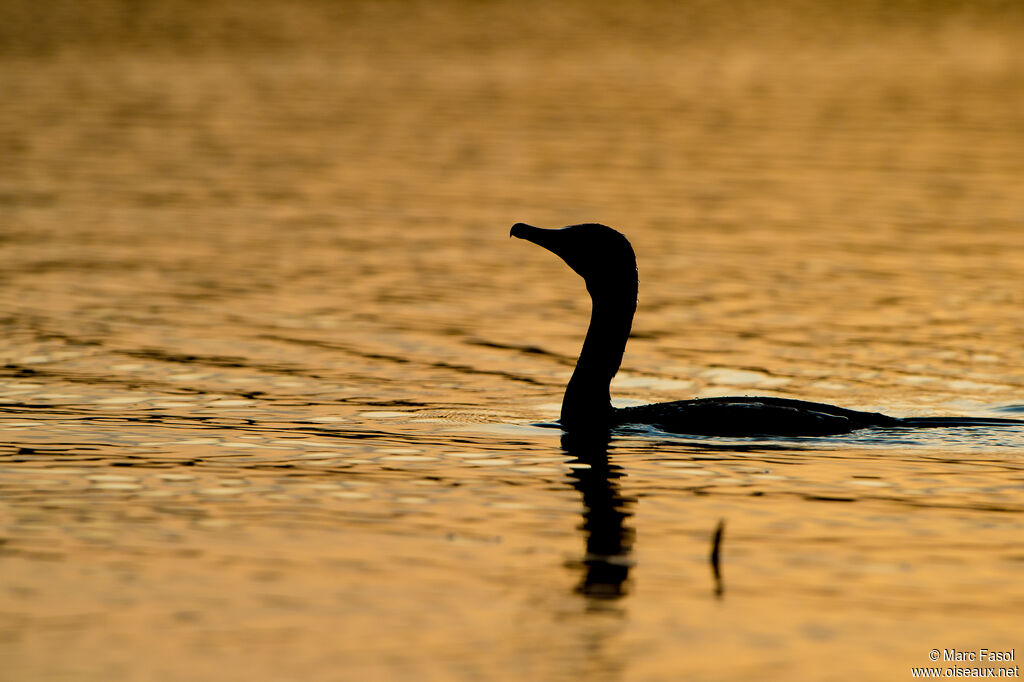 Grand Cormoransubadulte, nage