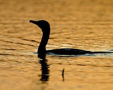 Great Cormorant