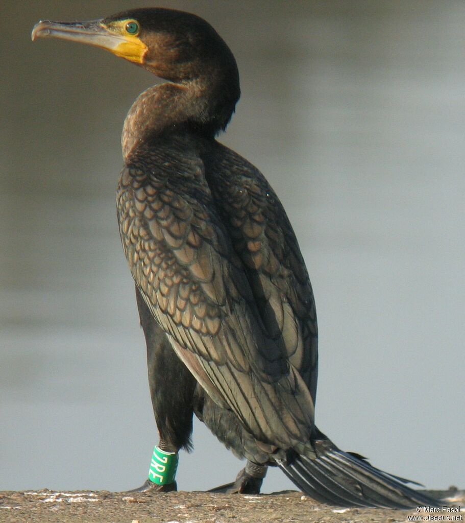 Grand Cormoranadulte internuptial, identification