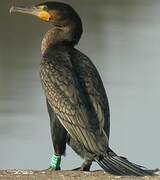 Great Cormorant