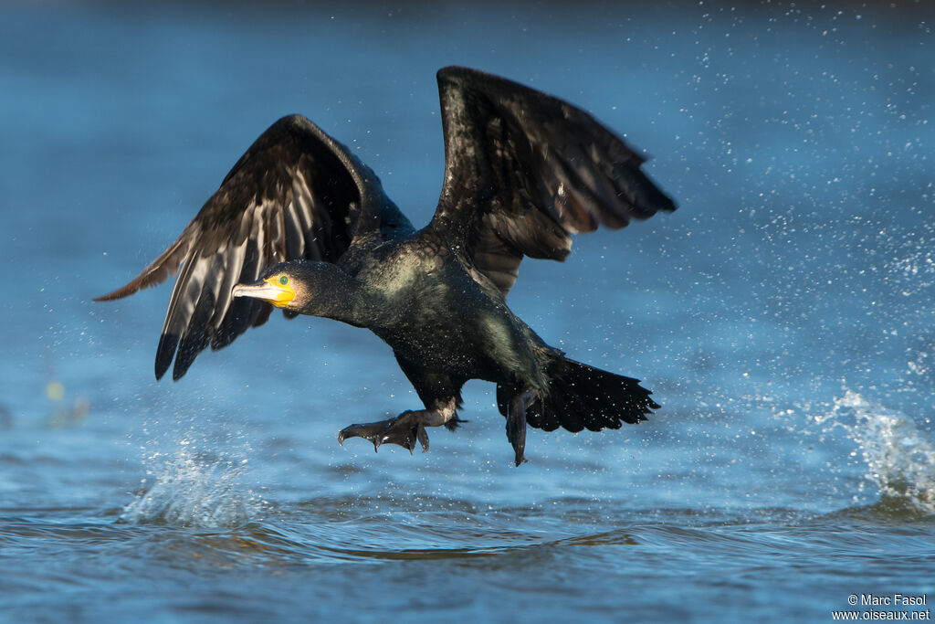 Grand Cormoranadulte internuptial, Vol