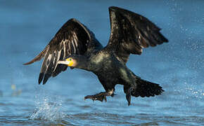 Great Cormorant