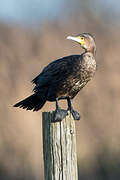 Great Cormorant