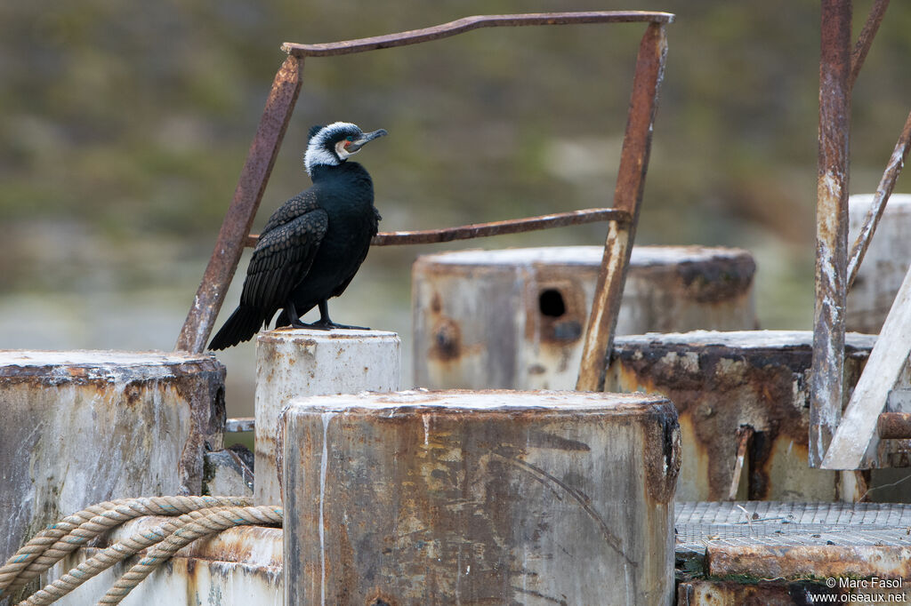 Great Cormorantadult breeding, identification