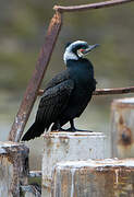 Great Cormorant