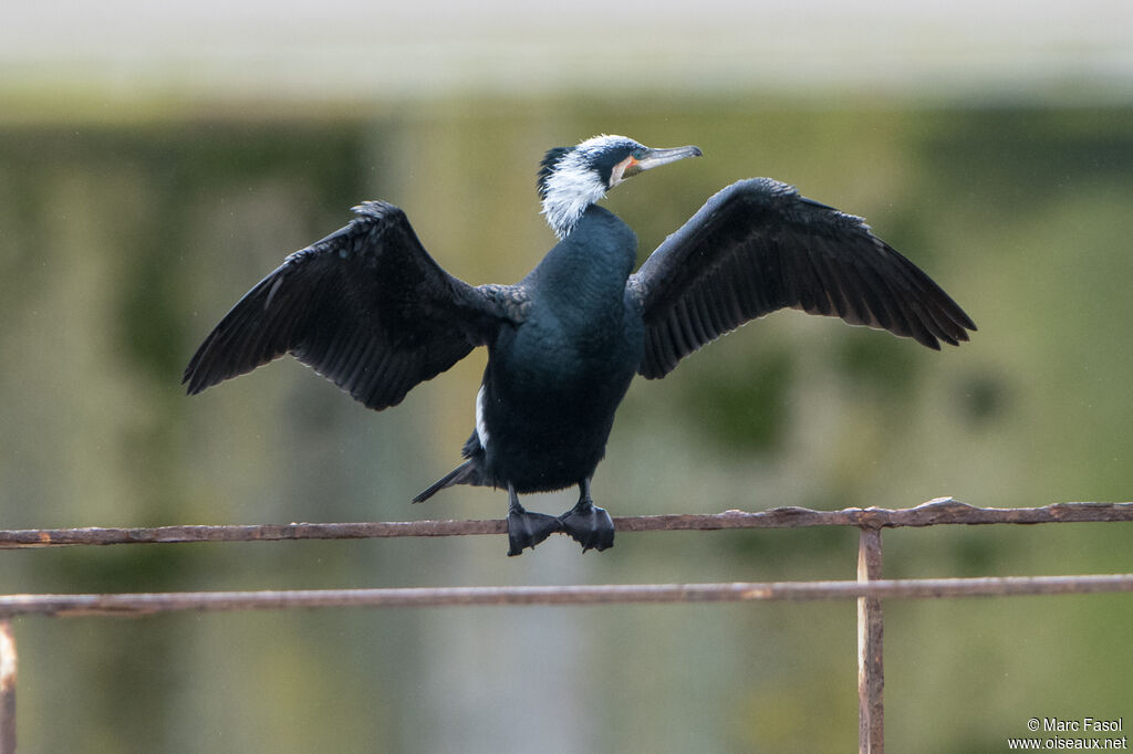 Grand Cormoran mâle adulte nuptial, identification, soins