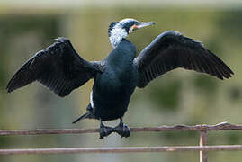 Great Cormorant