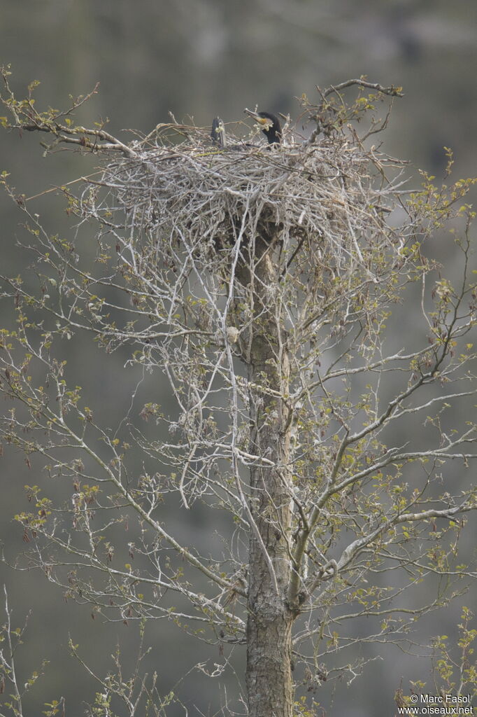 Grand Cormoran femelle adulte nuptial, Nidification