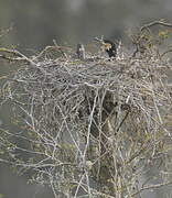 Great Cormorant