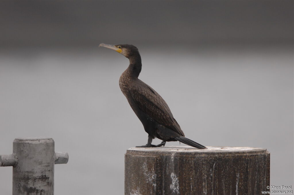 Grand Cormoran1ère année, identification