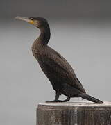 Great Cormorant