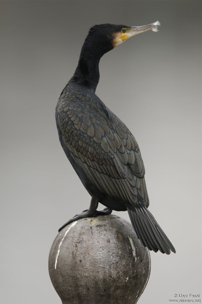 Great Cormorantadult post breeding, identification