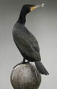 Great Cormorant