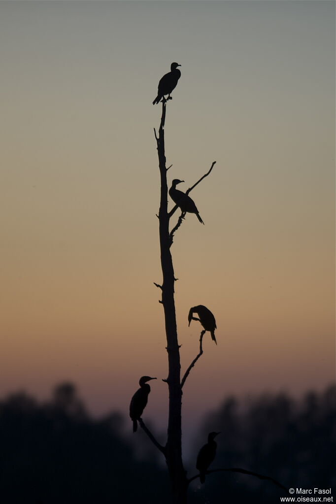 Great Cormorant, Behaviour