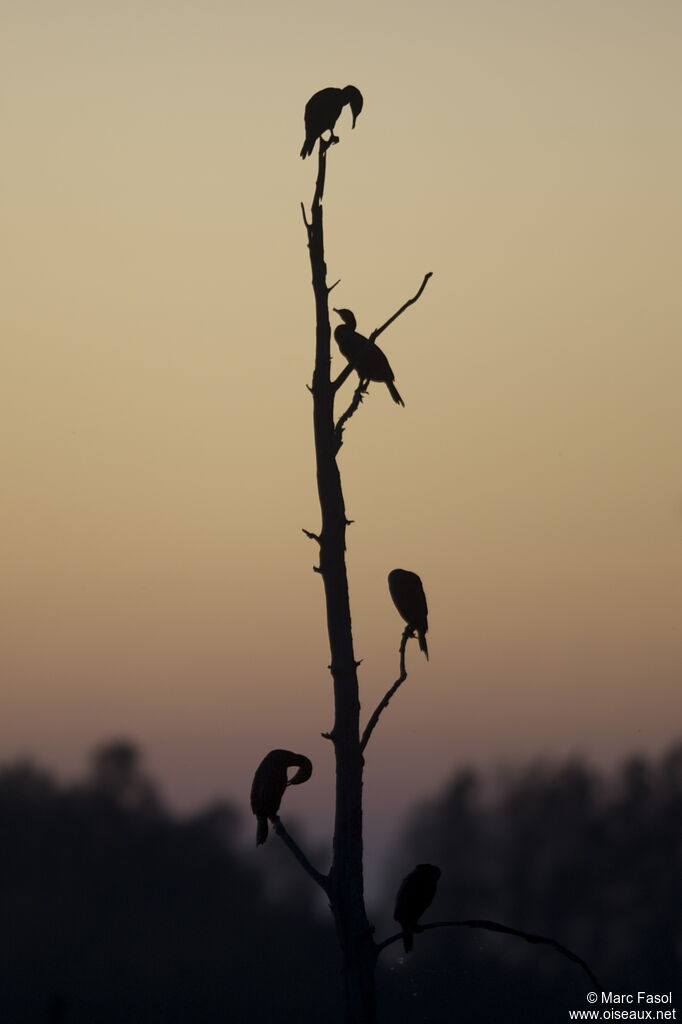 Great Cormorant, Behaviour