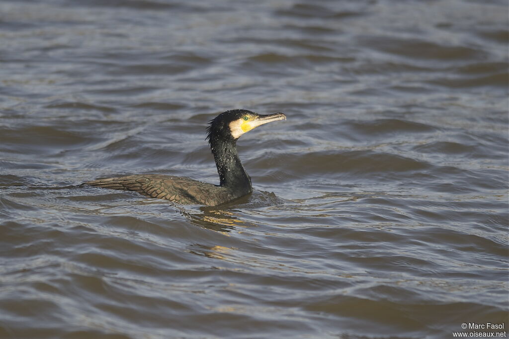 Grand Cormoranadulte internuptial, identification